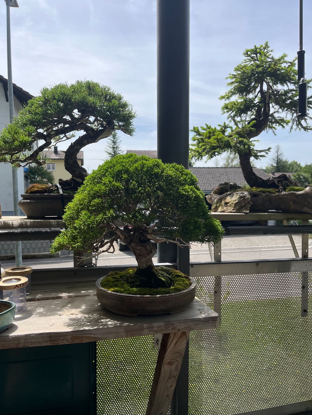 Piante & sementi: bonsai shoin, juniperus chinesis itoigawa – Usato da Lengnau BE venduto da Meij
