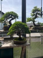 bonsai shoin, juniperus chinesis itoigawa