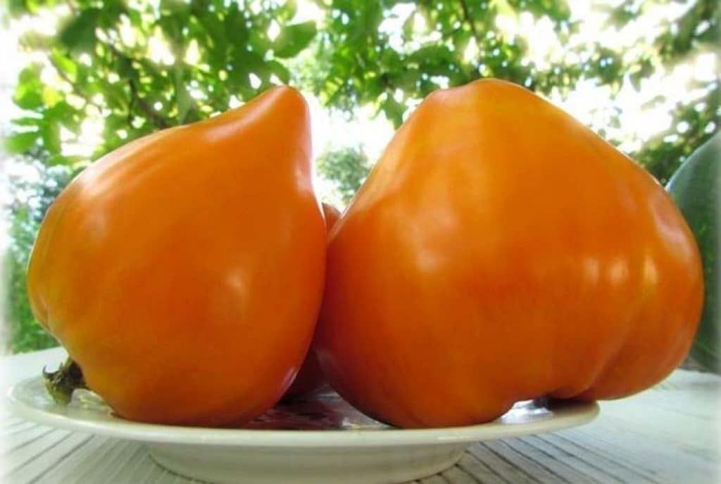 Piante & sementi: 50 Samen GERMAN ORANGE Strawberry Tomate – Nuovo (secondo la descrizione) da Ehrendingen venduto da VerveinaSamen
