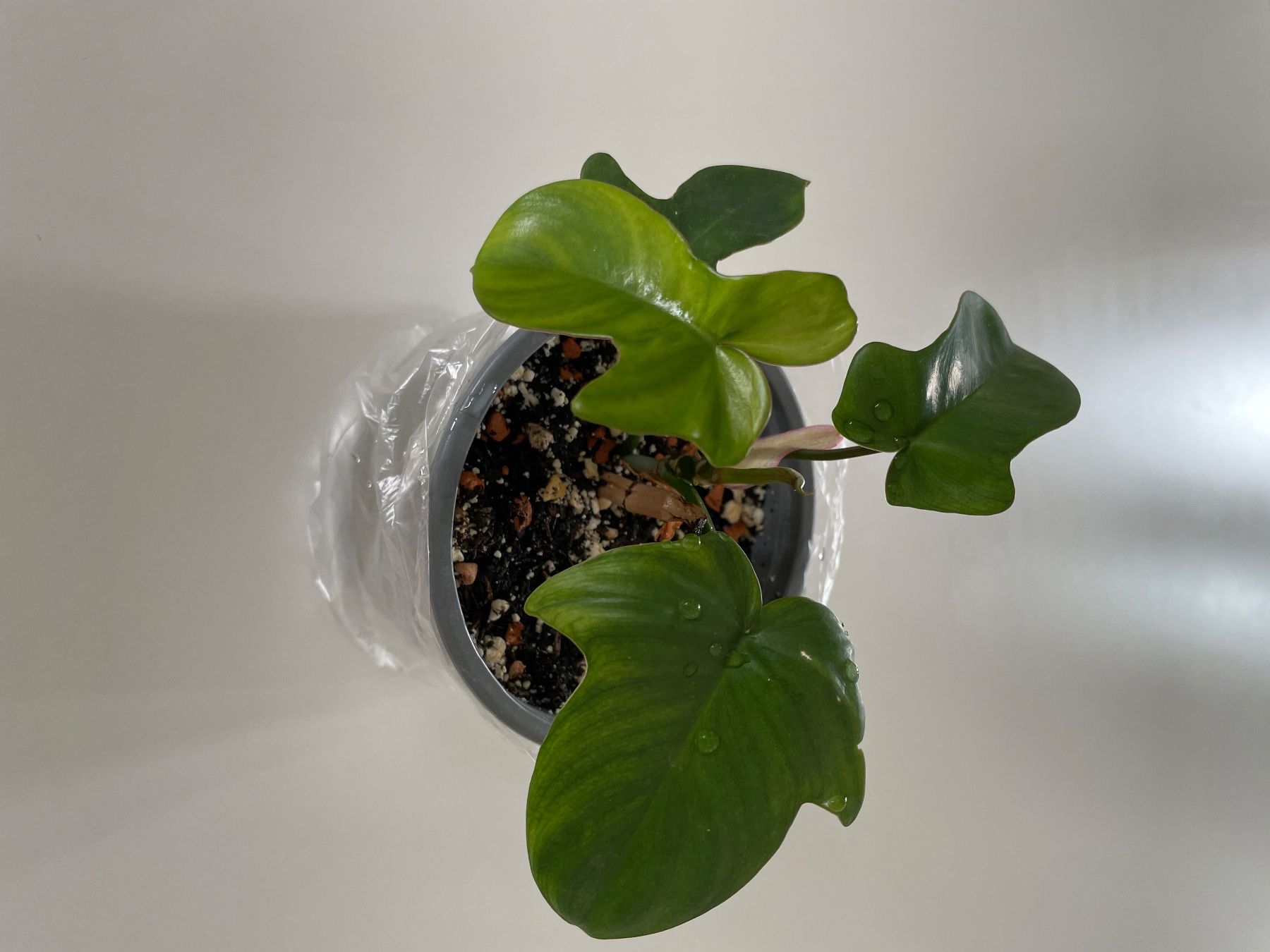 Piante & sementi: Philodendron Florida Green Steckling – Nuovo (secondo la descrizione) da Olten venduto da Elynora 2