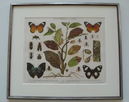 Farblithographie um 1895 Schmetterling+Pflanzen, entspiegelt