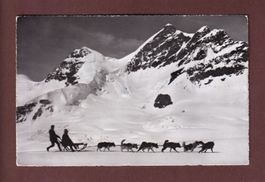 JUNGFRAUJOCH - Polarhunde - 1956
