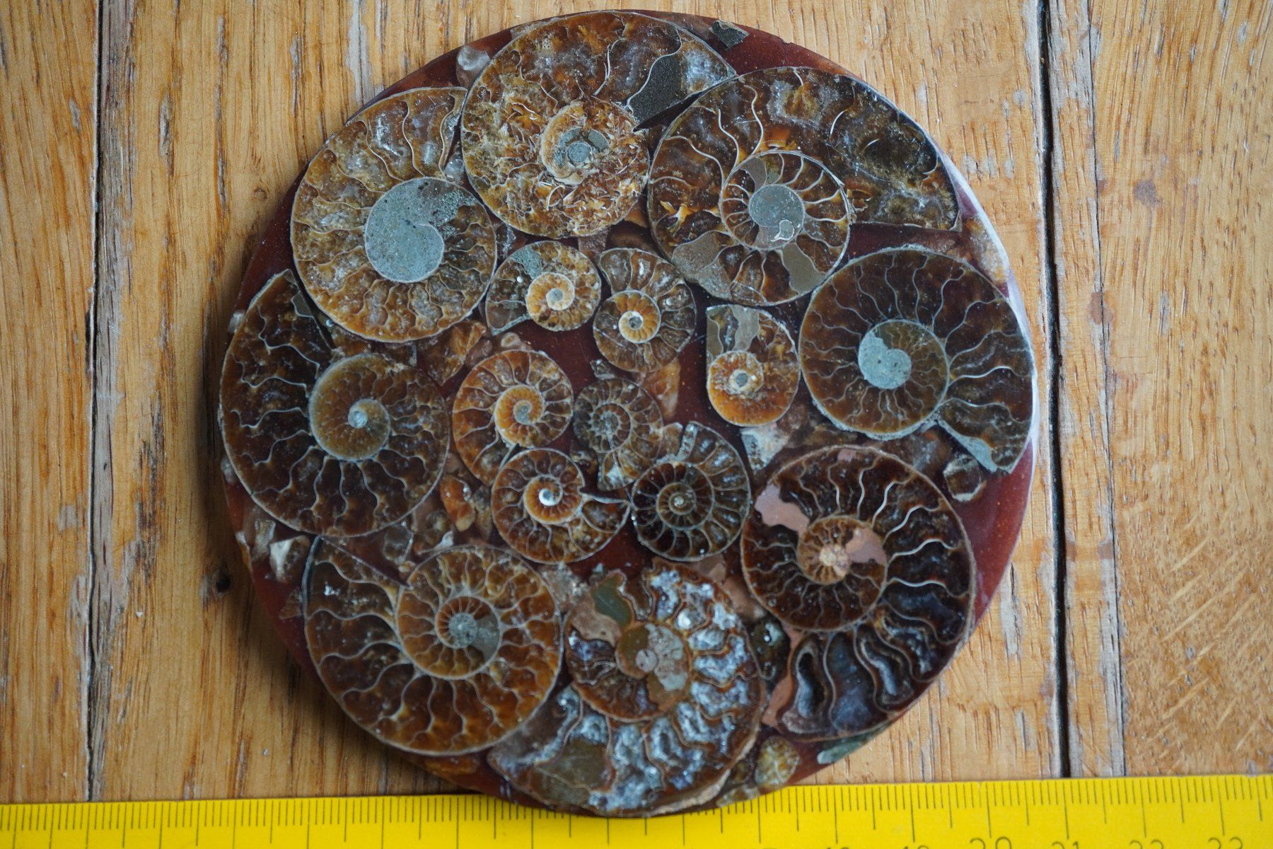Fossili: Ammonit  Platte      Sammlerstück  ca 11cm  Diverse – Nuovo e nell'imballaggio originale da Eschenbach SG venduto da craniums 1