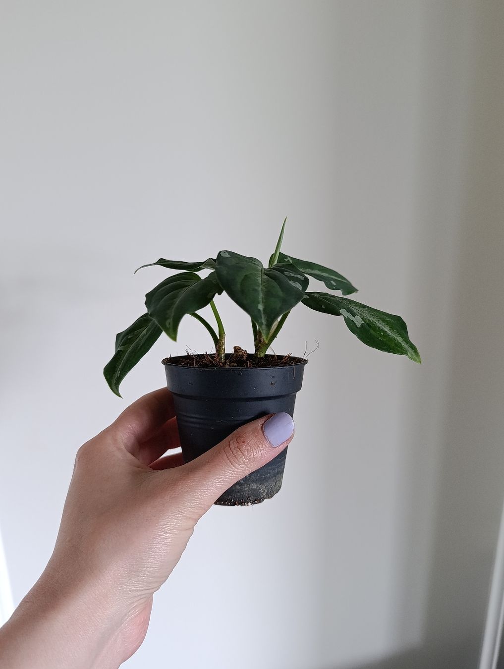 Piante & sementi: Aglaonema pictum tricolor – Usato da Baar venduto da L.isa28 3