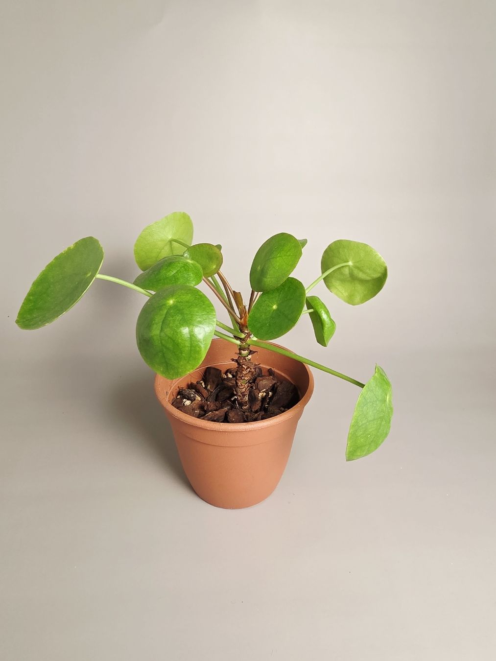 Piante & sementi: Ufopflanze / Pilea peperomioides #4 – Nuovo (secondo la descrizione) da Gerolfingen venduto da Azora