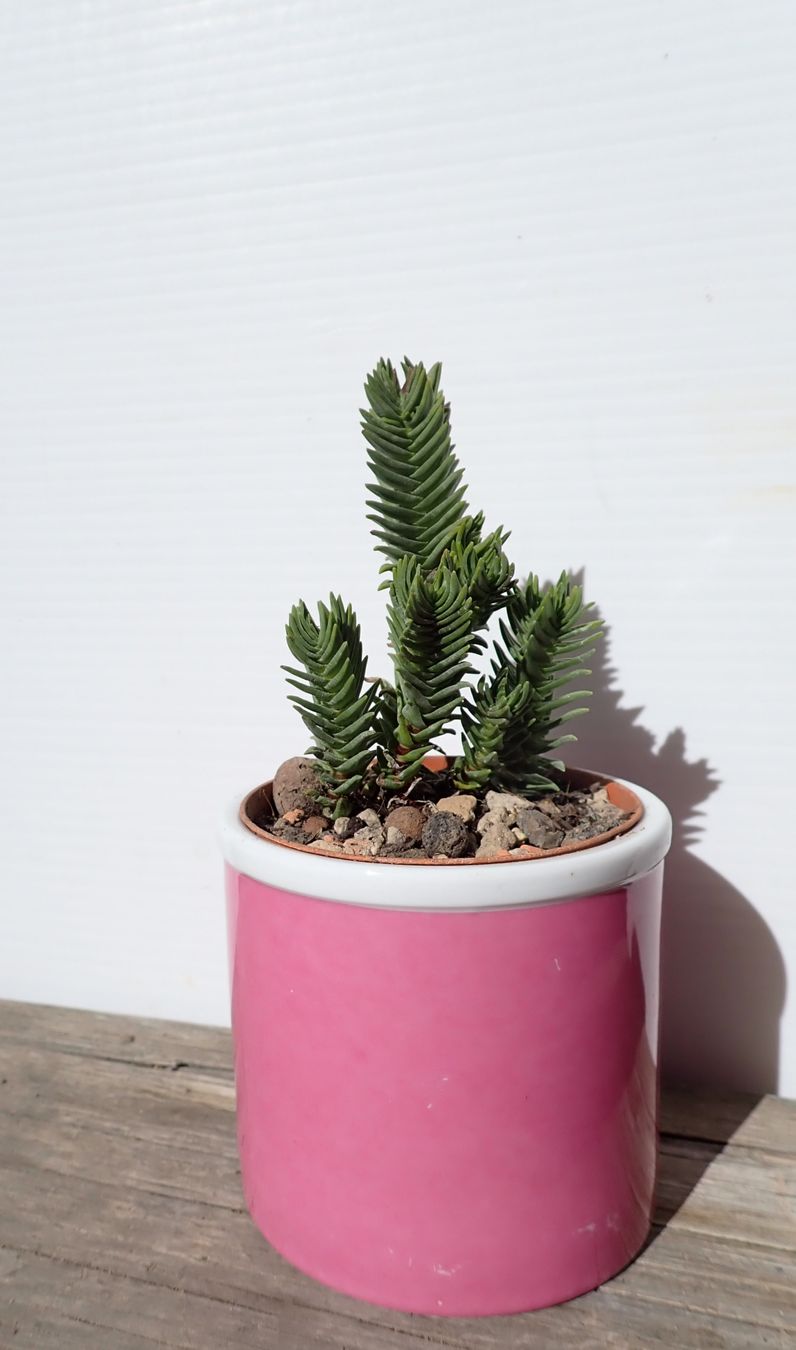 Piante & sementi: Crassula pyramidalis  – Usato da Comano venduto da che_8lc2 1