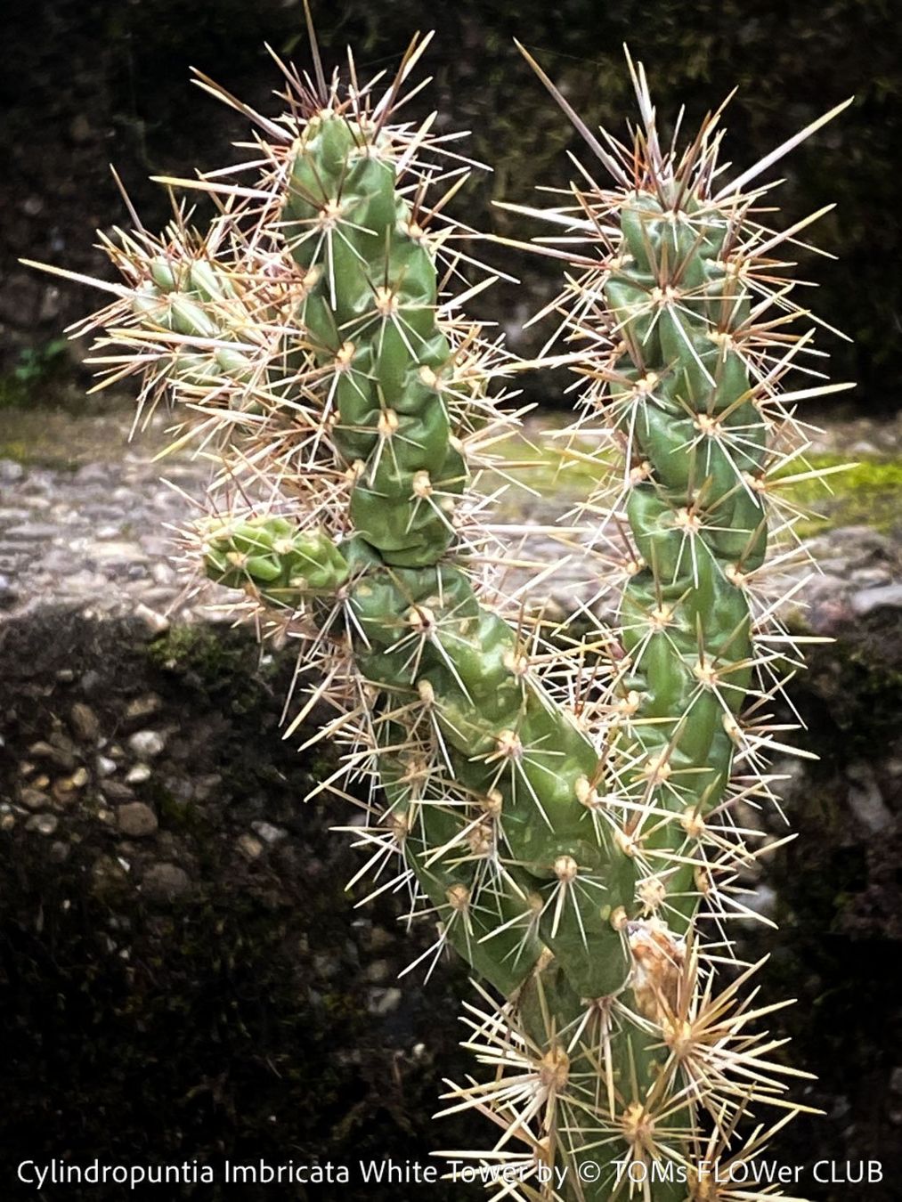 Piante & sementi: Cylindropuntia Imbricata White Tower - Tree Cholla – Nuovo e nell'imballaggio originale da Adliswil venduto da astom369 4