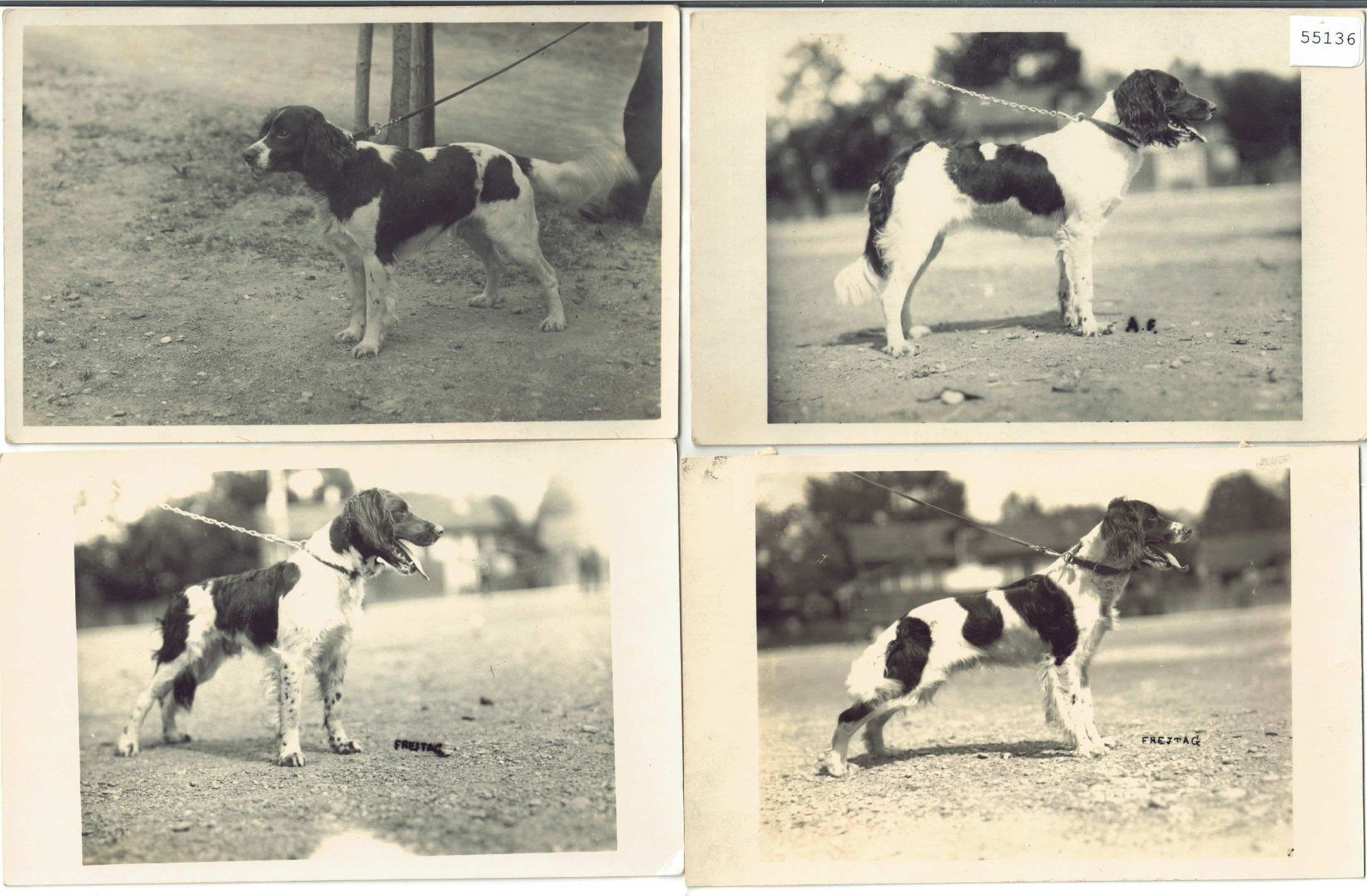Cartoline postali: 4 AK - Hunde – Usato da Ettingen venduto da Kartenplanet