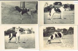 4 AK - Hunde
