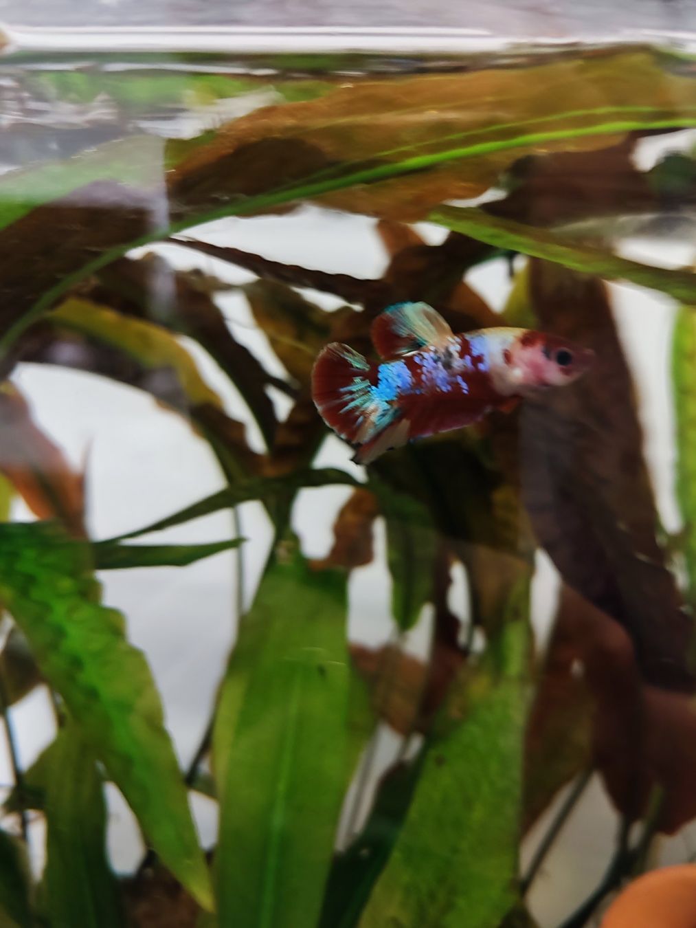 Amazonas Acquari: Amazonas World E-40 Aquarium 34L with LED light, upgraded fi – Usato da Zürich venduto da deb_n55g 2