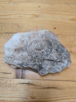 Fossil im Stein - Ammonit - Sammlerstück - Top!