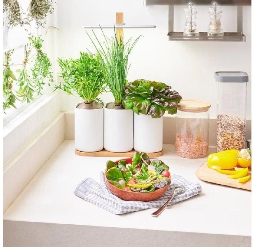 Blumentöpfe: Lilo Connect - Potager autonome compact et design – Gebraucht aus St-Sulpice VD von Revali2017 8