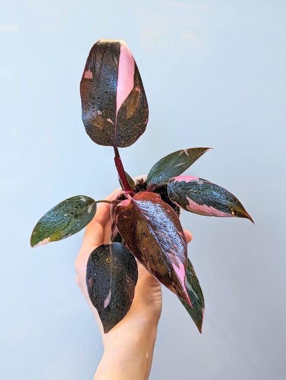 Philodendron Pink Princess | Kaufen auf Ricardo