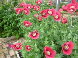 300 Samen MOHN HEN AND CHICKEN