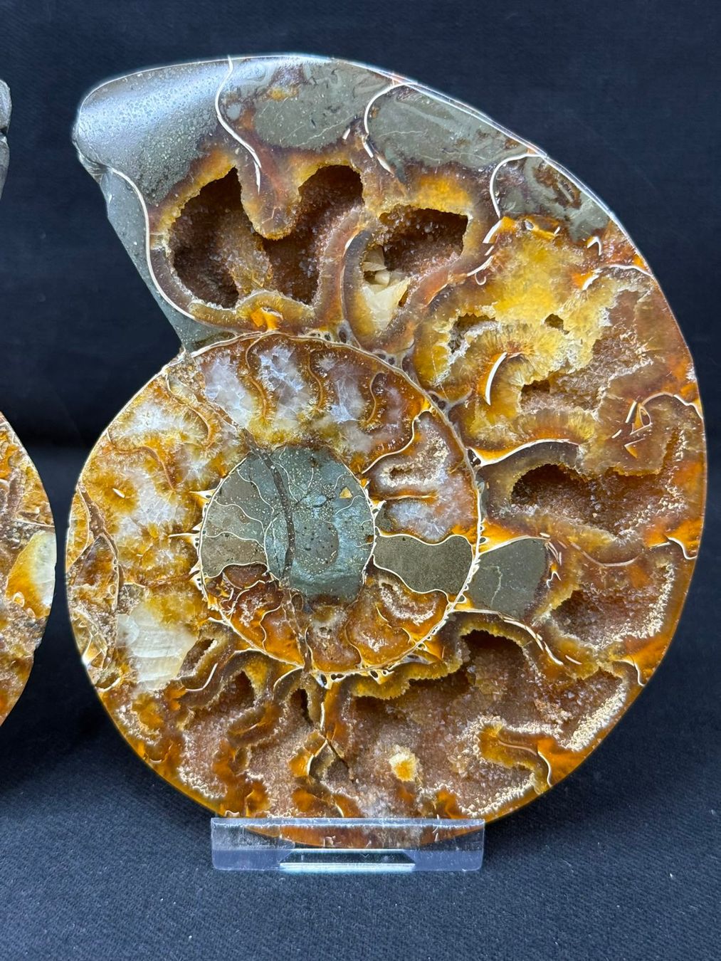 Fossili: Ammoniten-Paar – Usato da Schinznach Bad venduto da Demerald 2