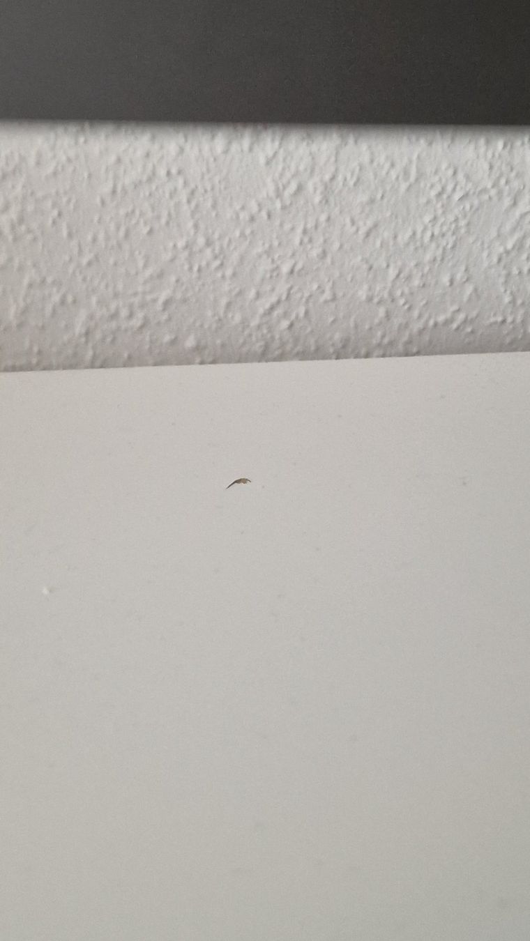 Ikea Regale: Kallax 3x4 mit 6 Türen – Gebraucht aus Zürich von nici_ald 4