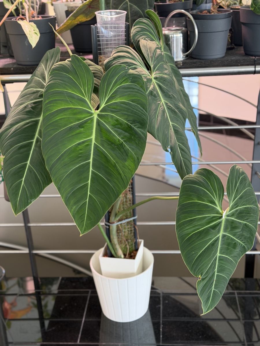 Piante & sementi: Philodendron Glorious  – Nuovo (secondo la descrizione) da Buchrain venduto da Stetoscop 2