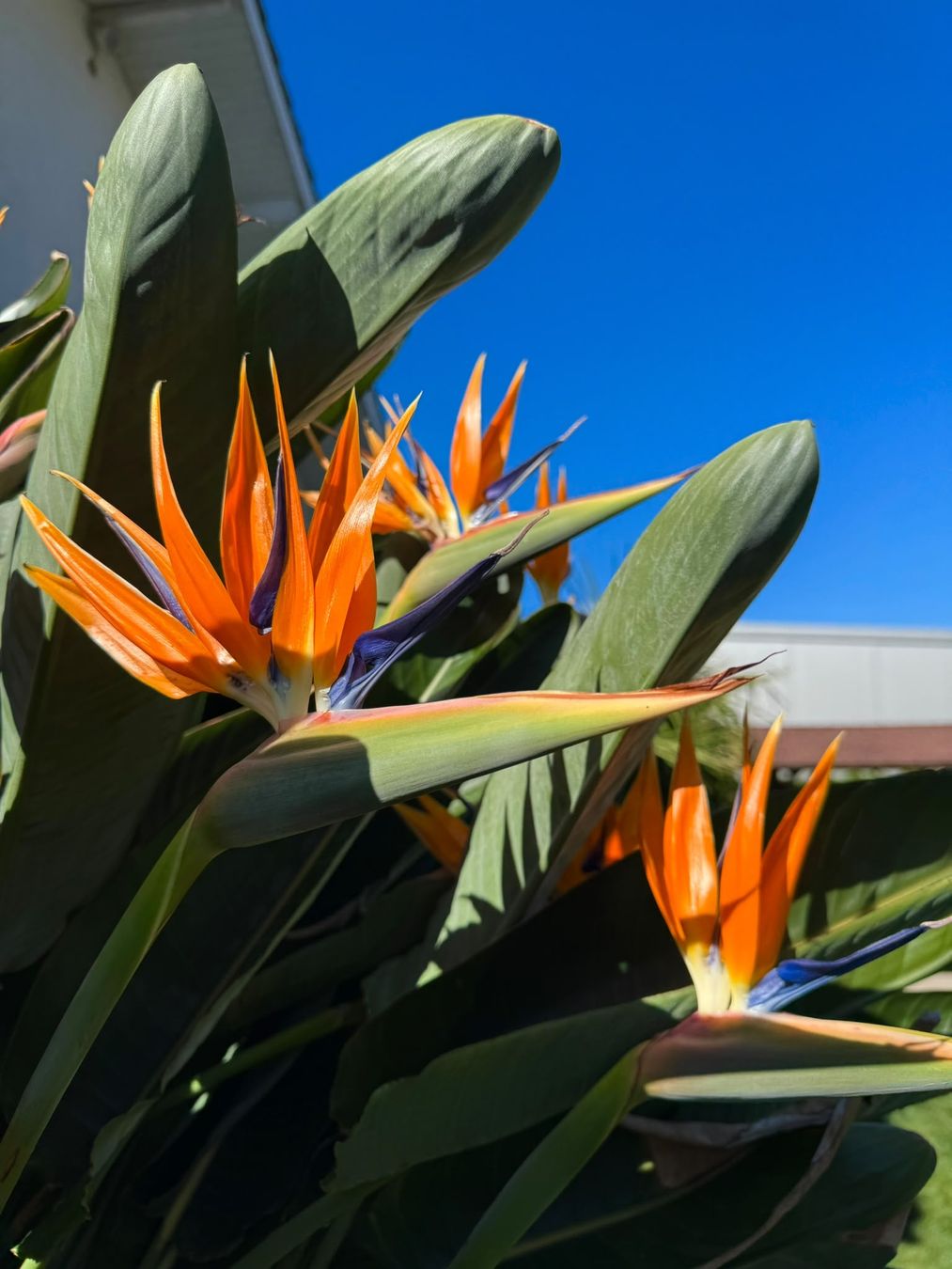 Plantes & graines: Strelitzie – D'occasion à Aeschi SO par cle_yqm2 1