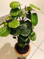 Seltene Bonsai 30 cm POLYCIAS GUILFOYLEI‪