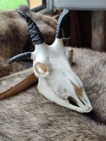 Vierhornschaf Schädel