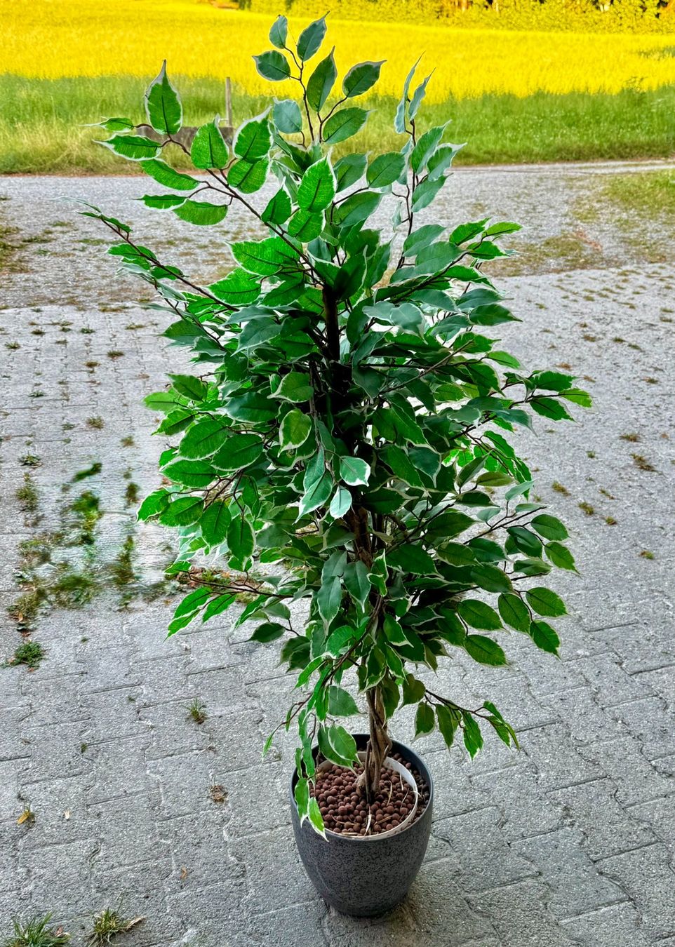 Pflanzen & Samen: Ficus Benjamina variegata im Topf ca. 150 cm – Gebraucht aus Hunzenschwil von foe_z7s9