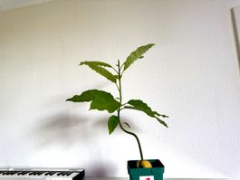 Avocado Baum (curved trunk)