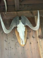 Jagdtrophäe eines Weißschwanzgnus
