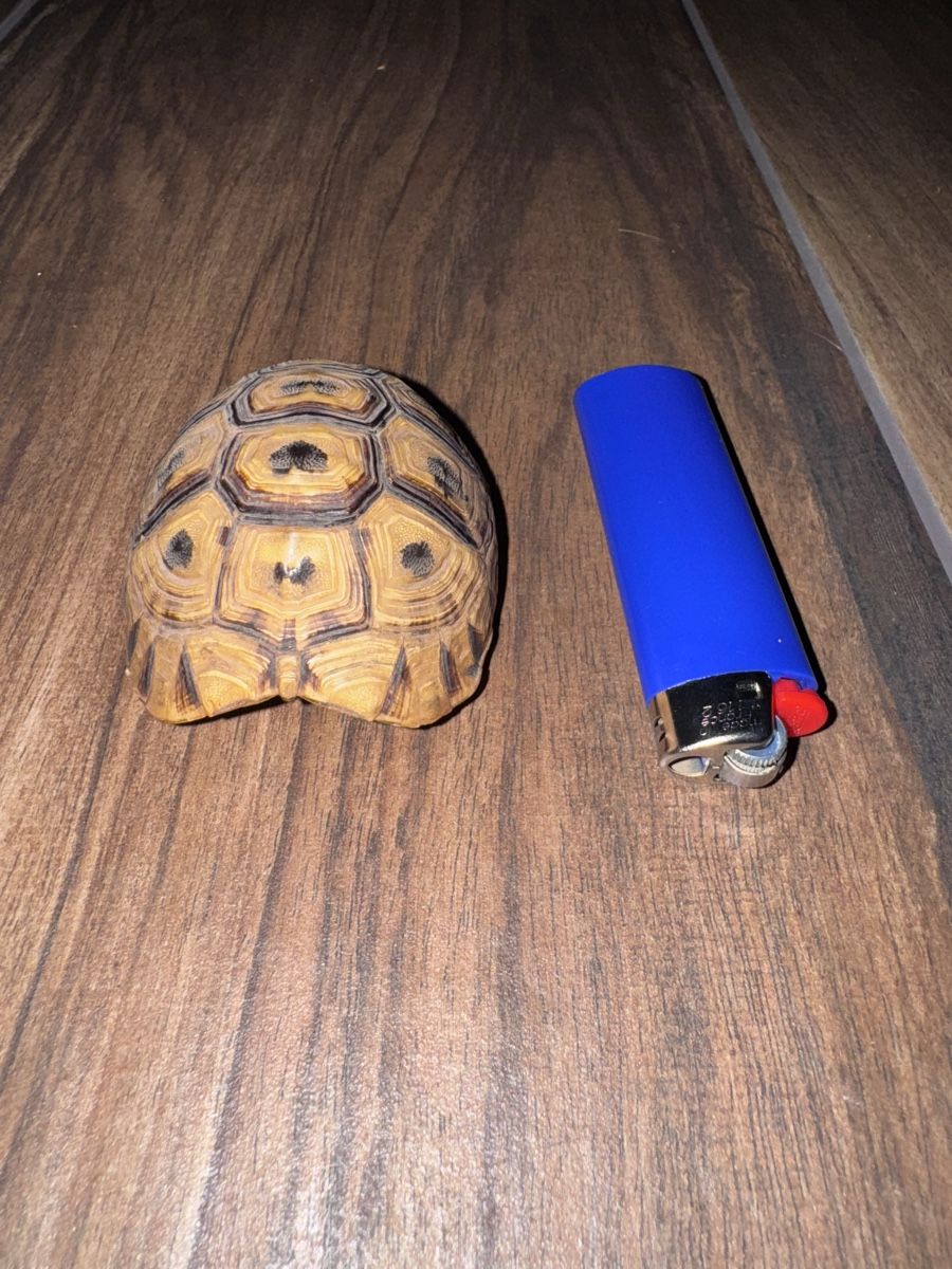 Tutte le decorazioni: Kleiner Schildkrötenpanzer Deko – Usato da Bäretswil venduto da clothes-freak 2