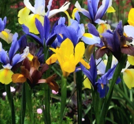 10 zwiebeln Holländische Iris Mischung IRIS HOLLANDICA 🌺 1 Kaufen auf