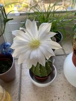 Echinopsis subdenudata