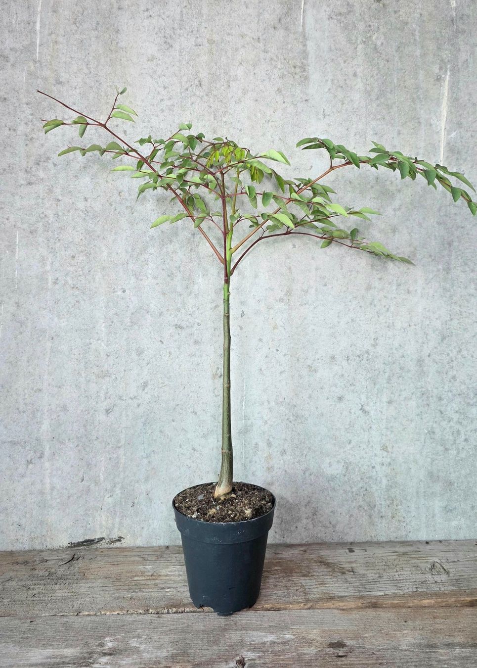 Plantes & graines: Moringa Hidebrantii – D'occasion à St.Erhard par Plumilandschweiz