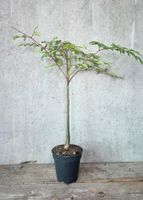 Moringa Hidebrantii