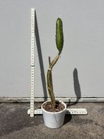 Drachenfrucht-Pflanzen, (rotfleischige Drachenfrucht)