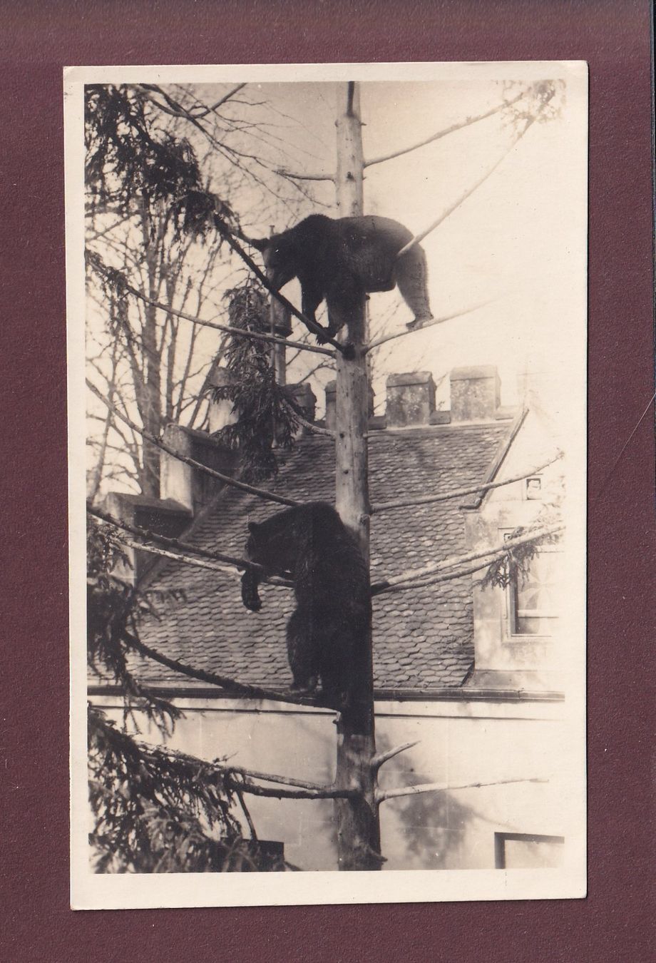 Cartoline postali: BERN - Bärengraben - 1934 – Usato da Pully venduto da nicecards