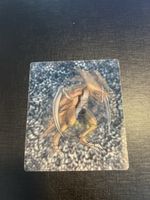 Pokemon Karte Kabuto 3D Lentikular #140