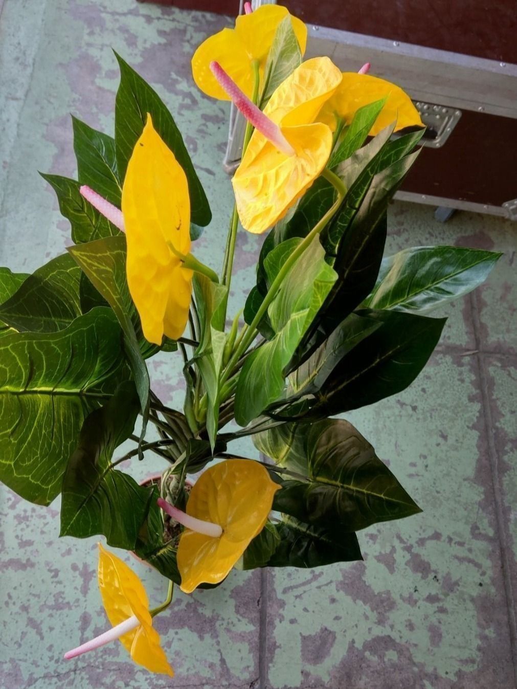 Piante & sementi: Decoflower Anthurium mit gelben Blüten 120cm – Nuovo (secondo la descrizione) da Däniken SO venduto da Profog1 5