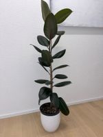 BLACK FICUS ELASTICA ROBUSTA Pflanze, Gummibaum 130 cm