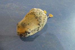 jouet Grenouille  Schuco