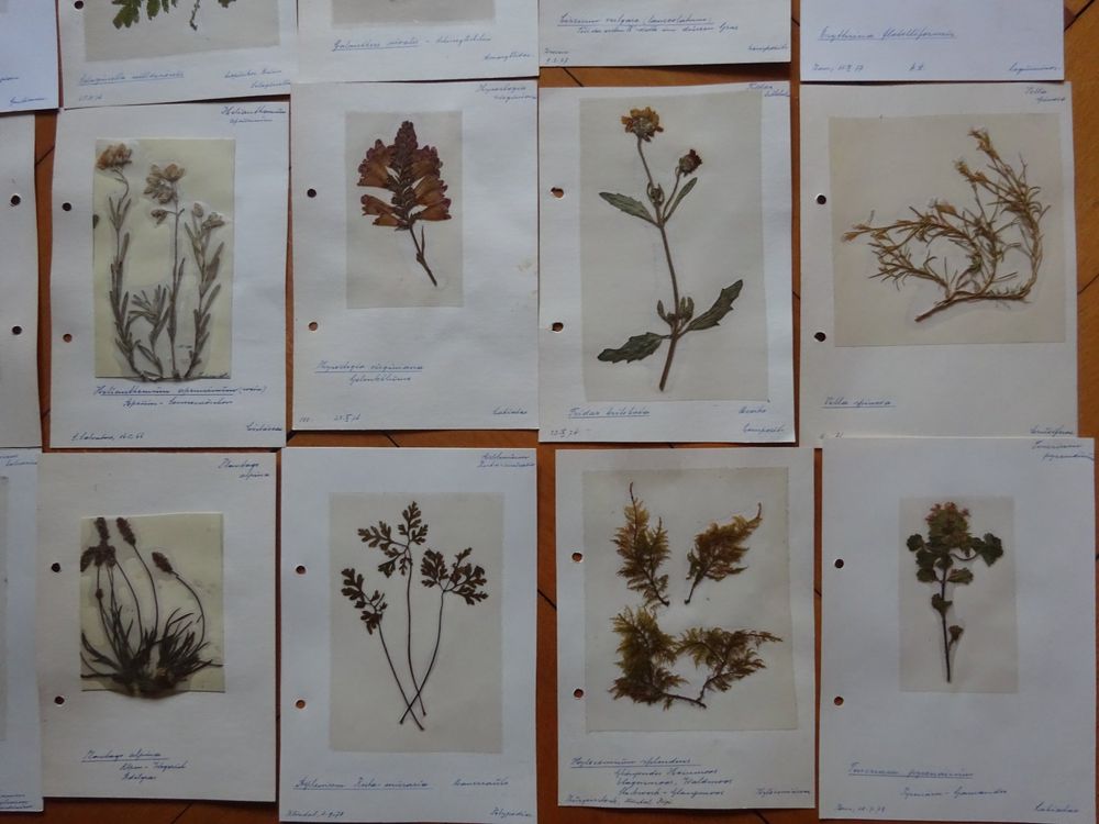 Botanik Blumen Herbarium / 24 Schweiz Flora Kaufen auf Ricardo