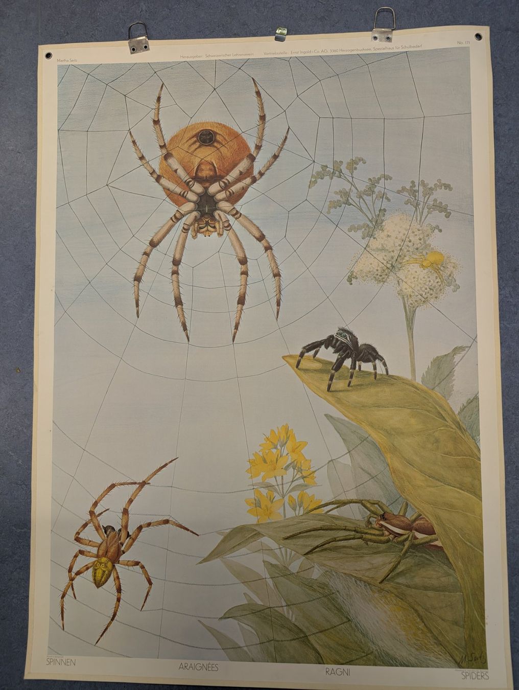 Foto & Immagini: Schulwandbild Nr. 171 - Spinnen – Usato da Luzern venduto da JenKu