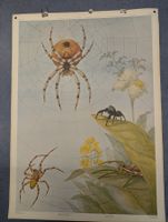 Schulwandbild Nr. 171 - Spinnen
