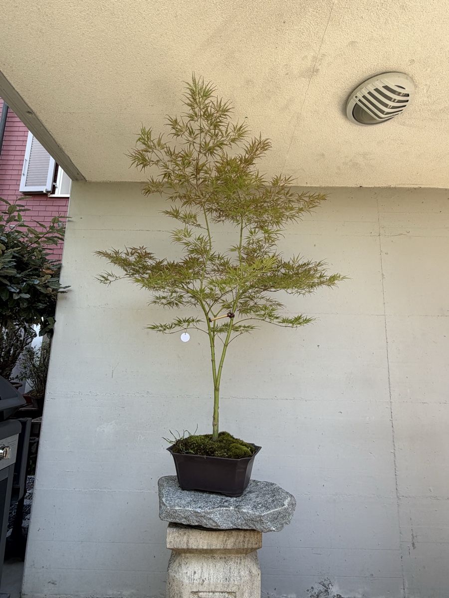 Piante & sementi: Japanischer Schlitzahorn  – Usato da Gossau SG venduto da SolitariusBotanica 3