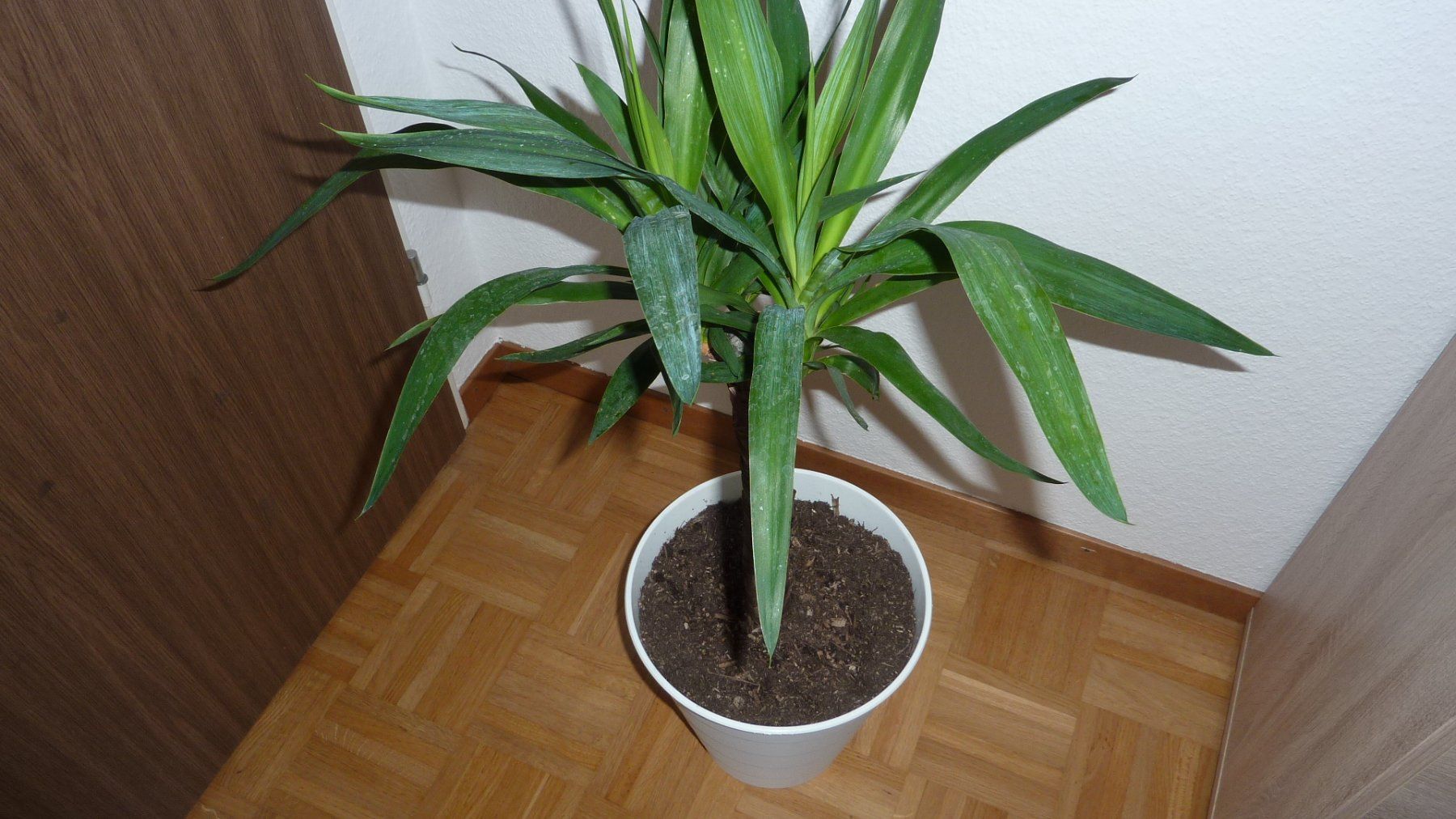 Piante & sementi: yucca  palme – Nuovo (secondo la descrizione) da Füllinsdorf venduto da pmarkus 1