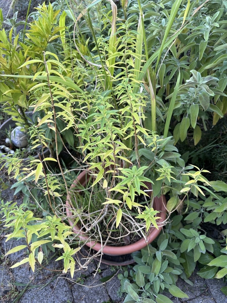 Plantes & graines: Zitronen Verbene – D'occasion à Oberrieden par ZehSa
