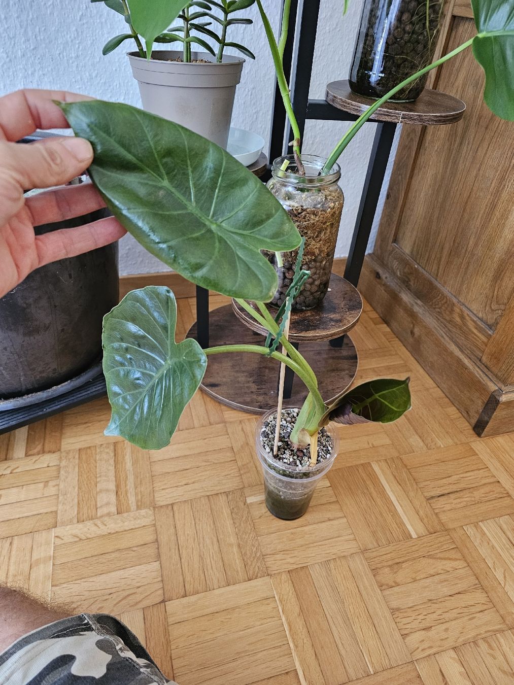 Pflanzen & Samen: Alocasia Wentii  – Neu (gemäss Beschreibung) aus Utzenstorf von Dac_mk 1
