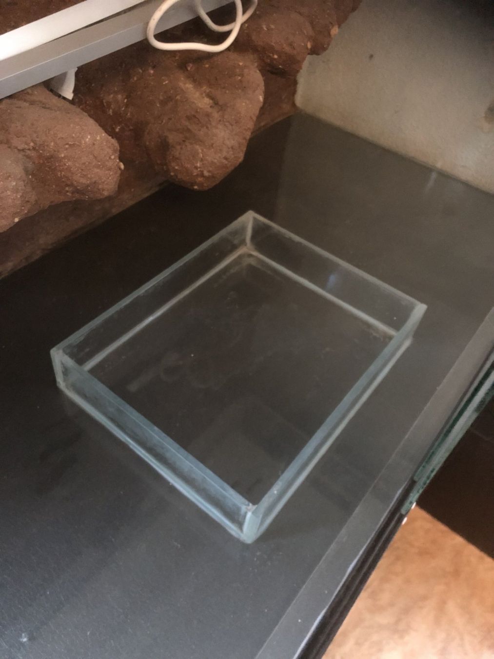 Terrario: TERRARIUM in Wädenswil – Usato da Kriens venduto da Tatzitus 3