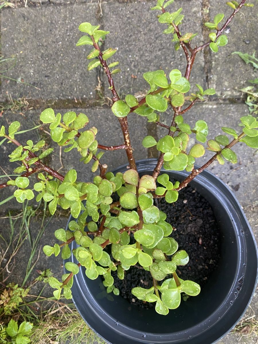Piante & sementi: Crassula von Lanzarote  – Nuovo (secondo la descrizione) da Gerlikon venduto da jabadabadu