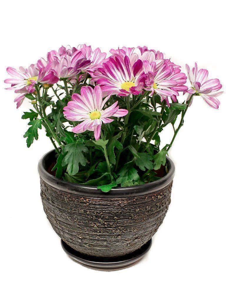 Vasi per fiori: Brauner Blumentopf/Tontopf/Pflanzentopf – Nuovo e nell'imballaggio originale da Zürich venduto da StellaKar 2