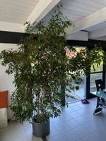 Grosser, prächtiger Ficus Benjamini, Zimmerpflanze!