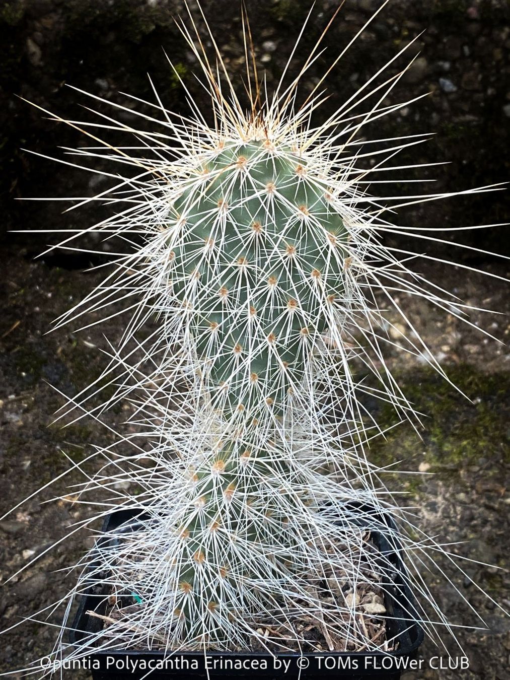 Piante & sementi: Opuntia Polyacantha Erinacea - "Grizzly Bear"- winterhart – Nuovo e nell'imballaggio originale da Adliswil venduto da astom369 1